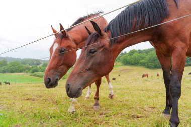 Arka planda manzarası sakin kırsal atmosferi yansıtan, yemyeşil çimlerde otlayan iki atın yakın çekim görüntüsü.