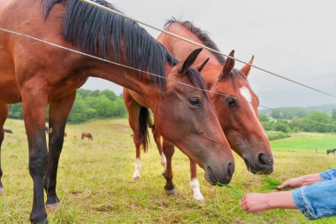İki kahverengi atın çimene uzandığı yakın plan görüntüsü. Bu sırada bir kişi onlara yemyeşil bir çayırda bulutlu bir gökyüzü ile yiyecek uzatıyor..
