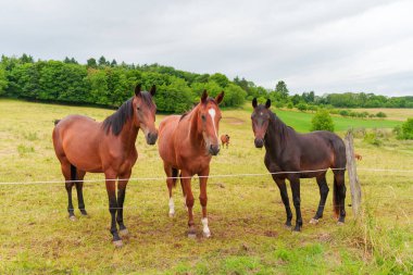 Almanya 'nın Rossdorf şehrinde bulutlu bir gökyüzünün altında yemyeşil bir tarlada bir arada duran üç güzel at kırsal hayatın sükunetini sergiliyor..