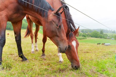 Doğayla çevrili yemyeşil bir çayırda otlayan iki kahverengi atın yakın görüntüsü sakin ve sakin bir atmosfer yaratıyor..