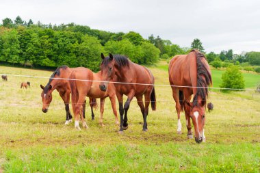 Üç kahverengi atın bulutlu gökyüzünün altında yemyeşil bir çayırda huzur içinde otlamasını yakından görmek..