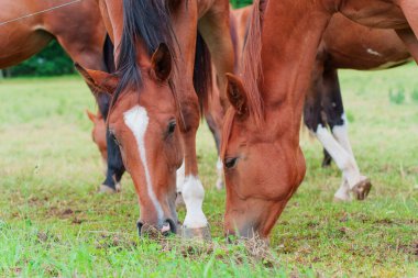 Almanya 'nın Rossdorf kentindeki sakin otlakta yemyeşil çimlerde otlayan çoklu kahverengi atların yakın görüntüsü, yumuşak doğal ışıklandırmayla.
