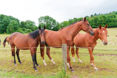 Bulutlu gökyüzünün altında yemyeşil bir çayırda üç kahverengi at yan yana duruyor..