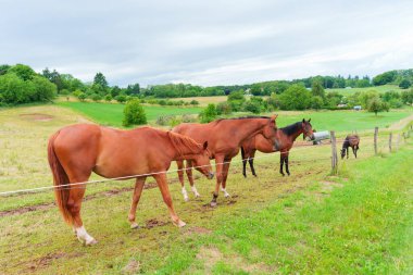 Rossdorf, Almanya 'da bulutlu bir gökyüzünün altında otlayan birkaç atın pastoral manzarası kırsal yaşamın sakinliğini gözler önüne seriyor..