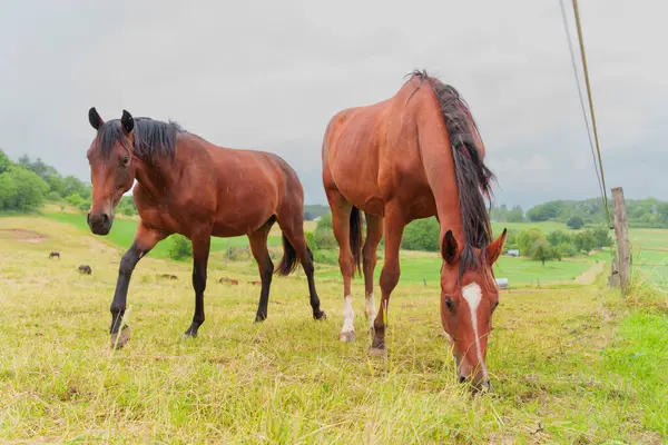 Almanya 'nın Rossdorf kentindeki bulutlu gökyüzünün altında yemyeşil bir alanda otlayan iki kahverengi atın yakın görüntüsü..