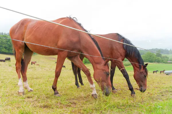 İki kahverengi atın bulutlu gökyüzünün altında canlı yeşil bir çayırda otlamasını, sakin kırsal bir ortamda doğal davranışlarını yakalamalarını yakından izlemek..