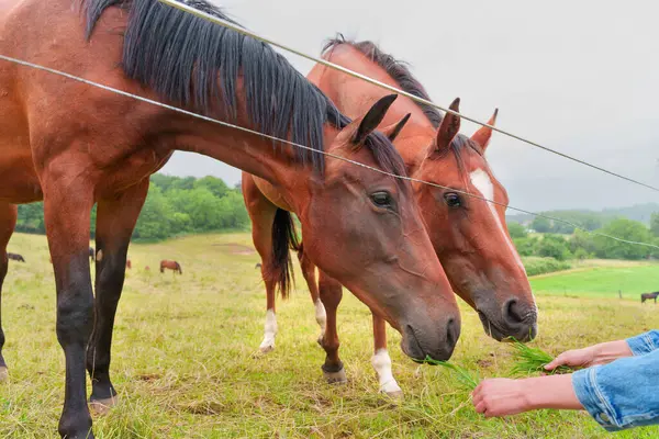 İki kahverengi atın çimene uzandığı yakın plan görüntüsü. Bu sırada bir kişi onlara yemyeşil bir çayırda bulutlu bir gökyüzü ile yiyecek uzatıyor..