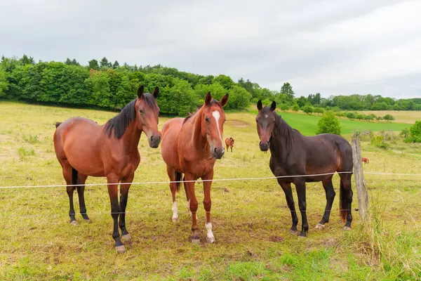 Almanya 'nın Rossdorf şehrinde bulutlu bir gökyüzünün altında yemyeşil bir tarlada bir arada duran üç güzel at kırsal hayatın sükunetini sergiliyor..