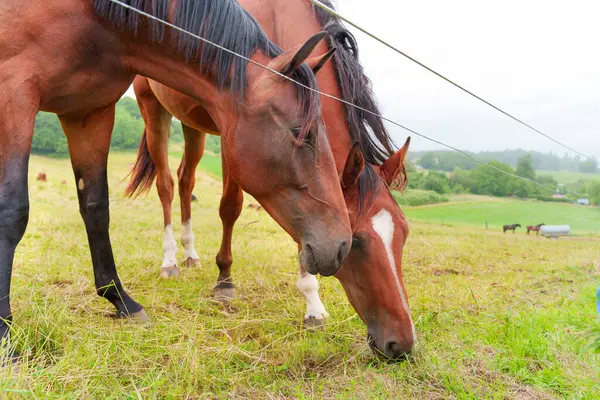 Doğayla çevrili yemyeşil bir çayırda otlayan iki kahverengi atın yakın görüntüsü sakin ve sakin bir atmosfer yaratıyor..