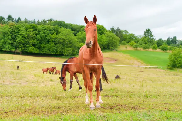 Yakından bakınca, yemyeşil bir çayırda duran kahverengi bir atın diğer atlarla birlikte Rossdorf, Almanya 'da bulutlu gökyüzünün altında otladığını görüyoruz..