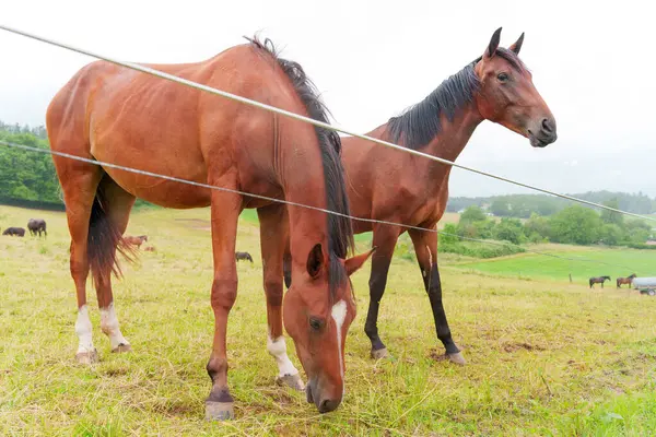 Canlı yeşil bir çayırda otlayan iki kahverengi atın yakın görüntüsü, yemyeşil otlar ve huzurlu bir kırsal alan ile çevrili..