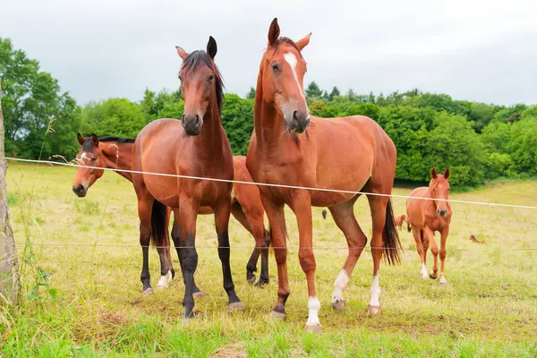 Güneşli, yeşil bir çayırda dikilen ve arka planda ağaçlar olan bir grup kahverengi atın parlak paltolarını ve sakin tavırlarını gösteren yakın plan görüntüsü..