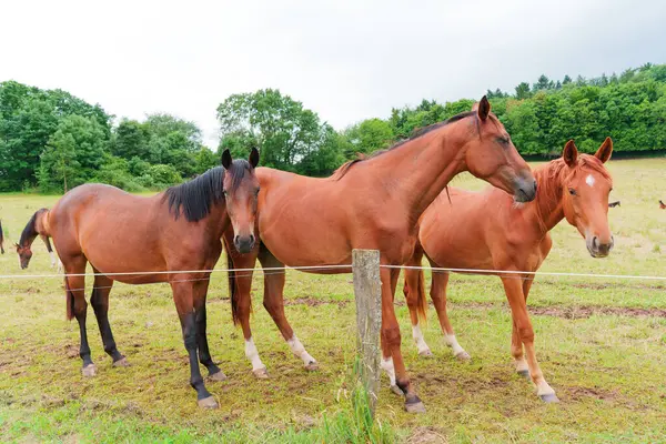 Bulutlu gökyüzünün altında yemyeşil bir çayırda üç kahverengi at yan yana duruyor..