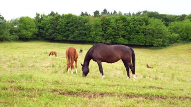 Almanya 'da bulutlu gökyüzünün altında otlayan bir grup at, dinlenen bir at, arka planda ağaçlarla birlikte doğal bir şekilde çekilmiş, doğal davranışı yakalıyor..