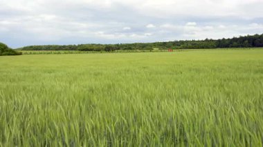 Geniş buğday tarlaları, canlı yeşil ekinlerle karamsar bulutlu bir gökyüzü ve uzak ağaçlara karşı, Darmstadt 'ta doğanın huzurlu güzelliğini tasvir ediyor..