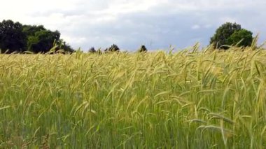 Yeşil buğday başaklarının yakın plan çekimi rüzgarda dinamik bir şekilde bulutlu bir gökyüzüne doğru sallanırken, doğal gün ışığında buğdayın dokusunu ve hareketini vurgulayan sığ bir alan derinliği ile filme alınır..
