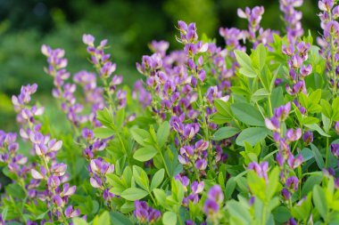 Parktaki yeşil yaprakların arasında güzel mor çiçeklerin yakın görüntüsü..