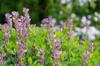 Stunning display of purple flowers surrounded by lush green foliage in Rosenhoehe Park.