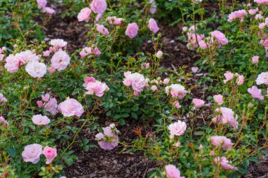 Darmstadt 'taki Rosenhoehe Parkı' nın bahçesinde pembe güller sergileniyor..