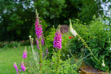 Parkta çiçek açan yüksükotu çiçeğinin göz kamaştırıcı görüntüsü..