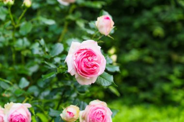 Close-up view of pink roses in full bloom, surrounded by vibrant green leaves in Rosenhoehe Park, capturing the beauty of nature in Darmstadt, Germany.