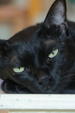 Önplanda seçici odaklı siyah kedi yüzünü kapat.