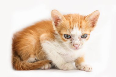 Beyaz arka planda kameraya bakan sarı ve beyaz tekir kediyi kapat.