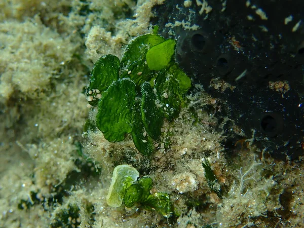 Vápenaté Zelené Řasy Halimeda Tuňák Zblízka Pod Mořem Egejské Moře — Stock fotografie