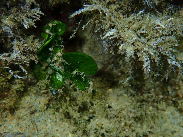 Calcareous Green Algae Halimeda Tuna Close Undersea Aegean Sea Greece — Stock Photo, Image