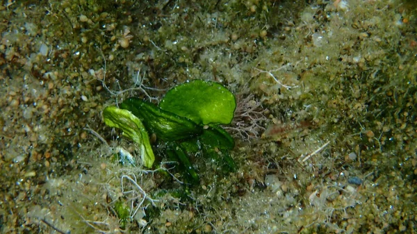Algues Vertes Calcaires Thon Halimeda Gros Plan Sous Marin Mer — Photo