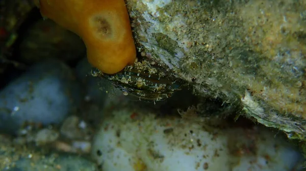 Bivalve Mollusc Rayed Pearl Oyster Pinctada Radiata Close Undersea Eegean — стокове фото
