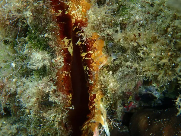 Bivalve Moluska Rayed Pearl Oyster Pinctada Radiata Close Undersea Aegean — Stok Foto