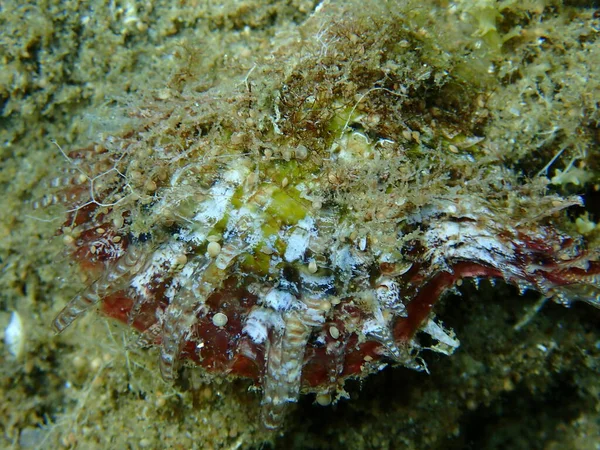 Bivalve Mollusc Rayed Pearl Oyster Pinctada Radiata Close Undersea Aegean — 图库照片