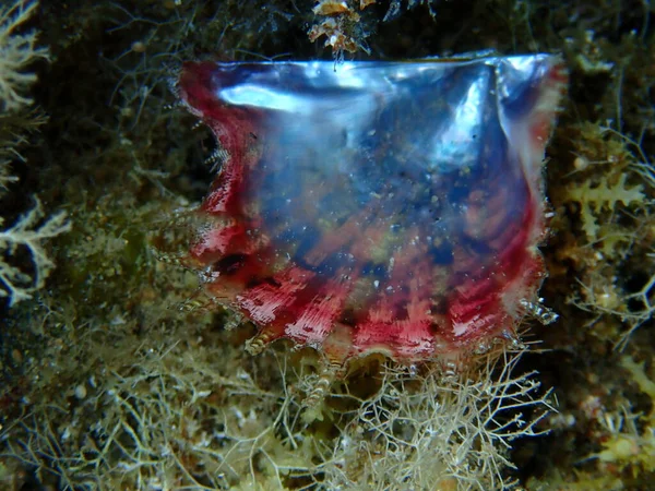 Seashell Rayed Pearl Oyster Pinctada Radiata Sea Bottom Aegean Sea — Stock Photo, Image