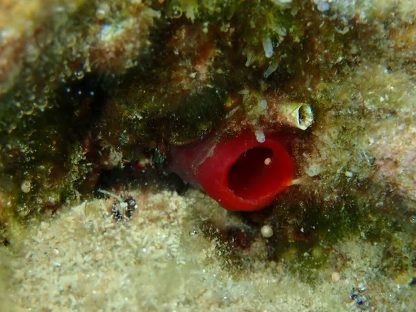 Tunicate Red Sea Squirt Halocyntia Papillosa Sea Morze Egejskie Grecja — Zdjęcie stockowe