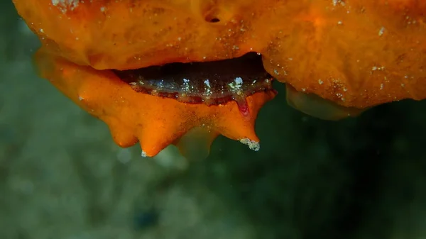 欧洲刺牡蛎 Spondylus Gaederopus 被牡蛎海绵或桔红色卷曲海绵 Crambe Crambe 垂涎海底 爱琴海 Halkidiki — 图库照片
