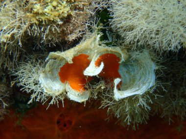 Küçük kahverengi tavus kuşu kuyruğu (Padina pavonica) deniz altı, Ege Denizi, Yunanistan, Halkidiki