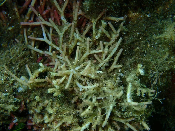 Czerwone Algi Amphiroa Cryptarthrodia Close Undersea Morze Egejskie Grecja Halkidiki — Zdjęcie stockowe