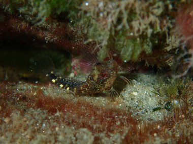 Zvonimir blenny (Parablennius zvonimiri) yumuşak odaklı deniz altı, Ege Denizi, Yunanistan, Halkidiki