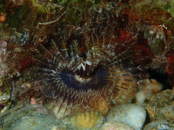 Fan Worm Bristle Worm Acromegalomma Vesiculosum Close Undersea Aegean Sea — Stock Photo, Image