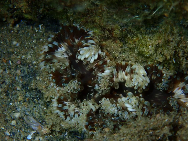 Daisy Anemone Cereus Pedunculatus Close Submarino Mar Egeu Grécia Halkidiki — Fotografia de Stock