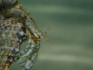 Roux 'un münzevi yengeci veya küçük münzevi yengeci, güney pençeli münzevi yengeci (Diogenes pugilatörü) aşırı yakın çekim sualtı, Ege Denizi, Yunanistan, Thasos Adası