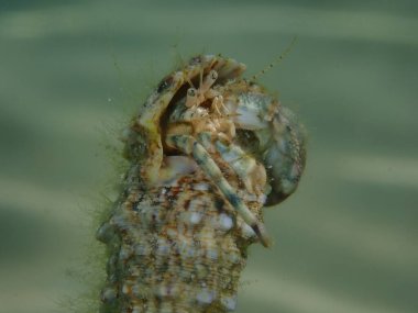 Roux 'un münzevi yengeci veya küçük münzevi yengeci, güney pençeli münzevi yengeci (Diogenes pugilatörü) aşırı yakın çekim sualtı, Ege Denizi, Yunanistan, Thasos Adası