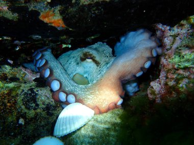 Ortak ahtapot (Octopus vulgaris) denizaltı, Ege Denizi, Yunanistan, Halkidiki