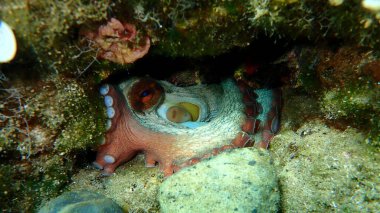Ortak ahtapot (Octopus vulgaris) denizaltı, Ege Denizi, Yunanistan, Halkidiki