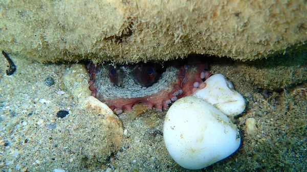 Ortak Ahtapot Octopus Vulgaris Denizaltı Ege Denizi Yunanistan Halkidiki — Stok fotoğraf