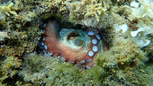 Common octopus (Octopus vulgaris) undersea, Aegean Sea, Greece, Halkidiki