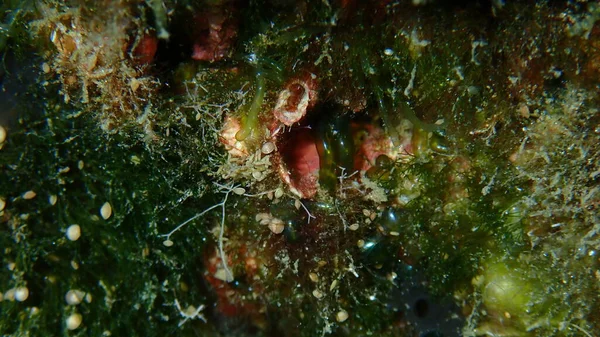 Зеленые Макроводоросли Зеленые Водоросли Valonia Macrophysa Undersea Эгейское Море Греция — стоковое фото