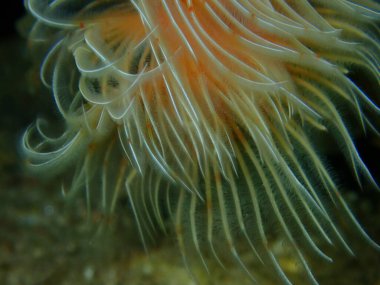 Polychaeta Pürüzsüz tüp solucanı veya kırmızı benekli at nalı (Protula tubularia) yakın plan sualtı, Ege Denizi, Yunanistan, Halkidiki