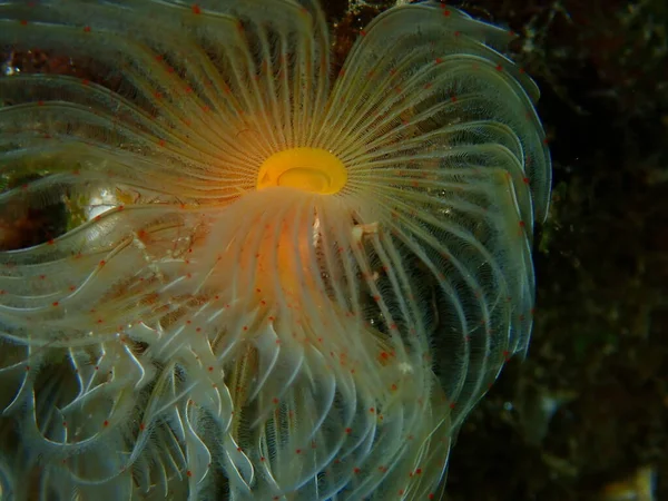 Polychaeta Smooth Tubeworm Red Spotted Horsesshoe Protula Tubularia Close Подводное — стоковое фото